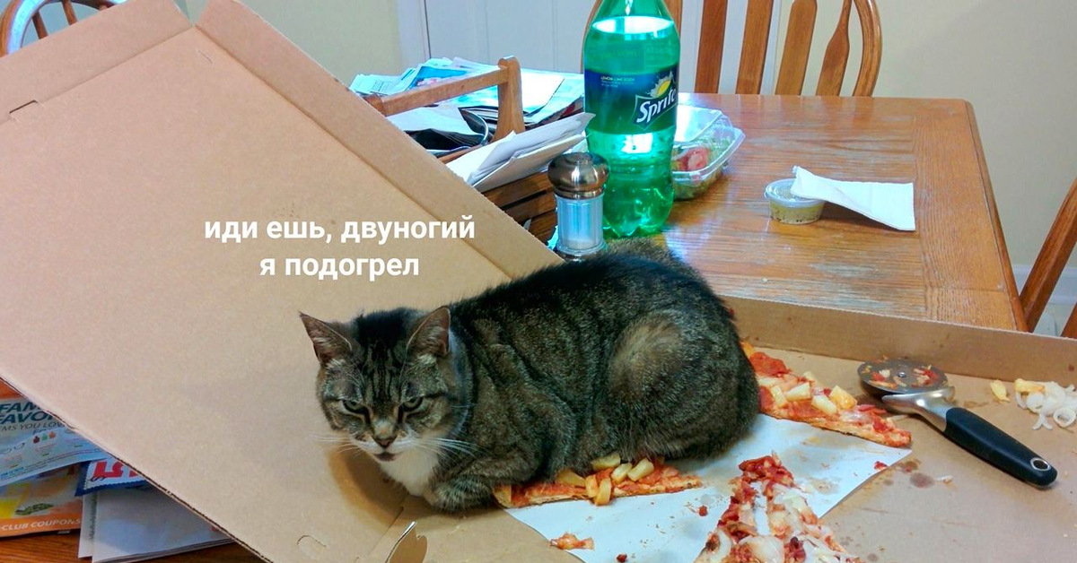 Котенок шаурма