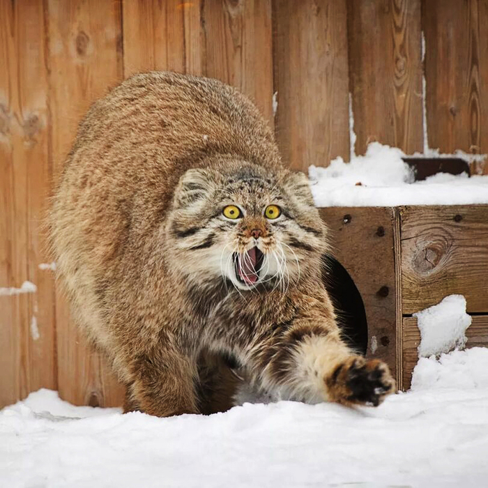 �������� ��