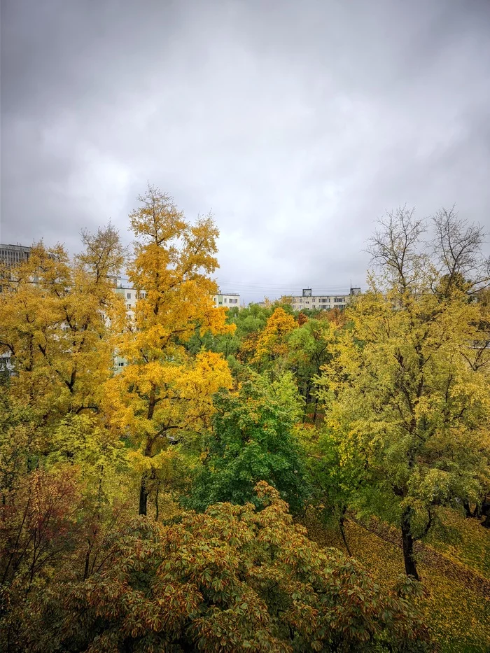 Осень на Ждановской, Москва - Моё, Москва, Выхино, Мобильная фотография, Осень, Дерево