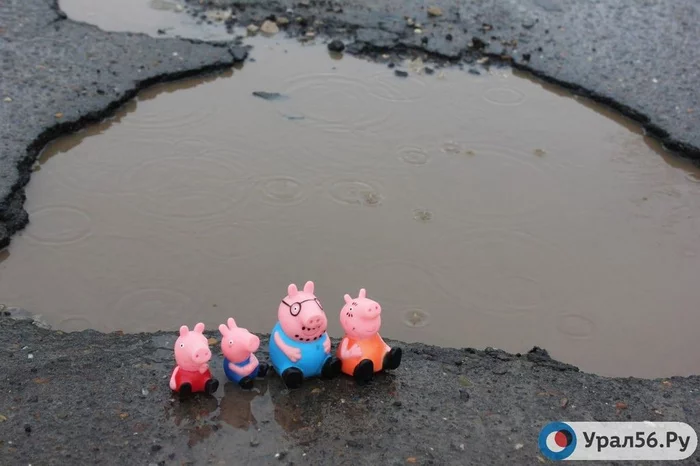 Russian law protects British pig family - My, Court, Law, Right, Peppa Pig, Novotroitsk, Fine, Orenburg region