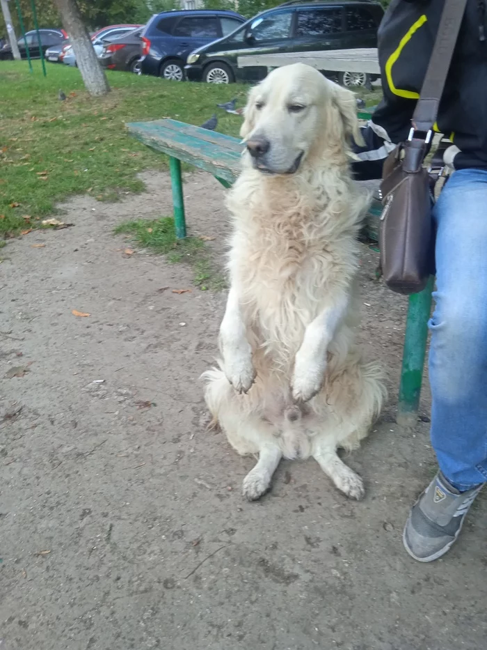 Labradudelle needs a family, Simferopol - My, The rescue, Dog days, Veterinary, Volunteering, Helping animals, Homeless animals, Animal shelter, In good hands, Overexposure, Shelter, Longpost, No rating, Dog