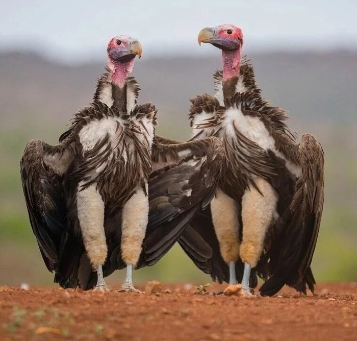 How funny - Birds, Vulture, Funny