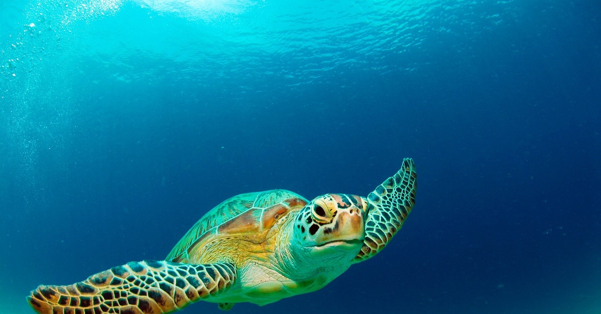 Плавающая в море черепаха 5. Морская черепаха бисса. Бисса Каретта. Черепаха Каретта (логгерхед). Зеленая морская черепаха.