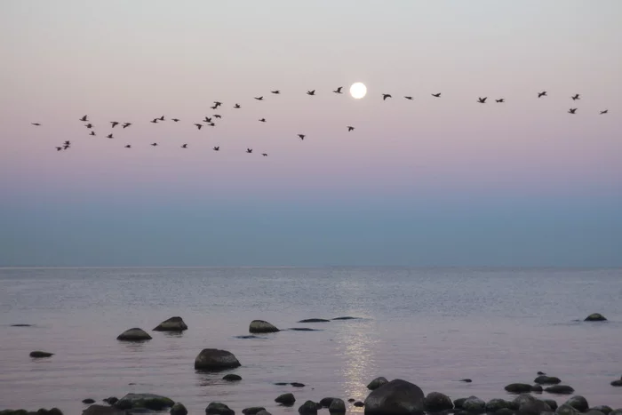 Flying Moon - My, Nature, The photo, Leningrad region, Morning, Full moon, dawn, Landscape, Beautiful, Birds