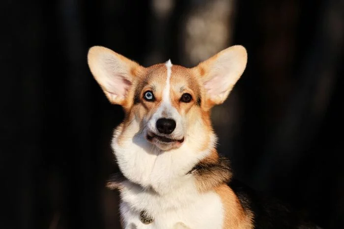 Walk in the autumn forest - My, Dog, Corgi, Milota, Autumn, Welsh corgi pembroke, Heterochromia