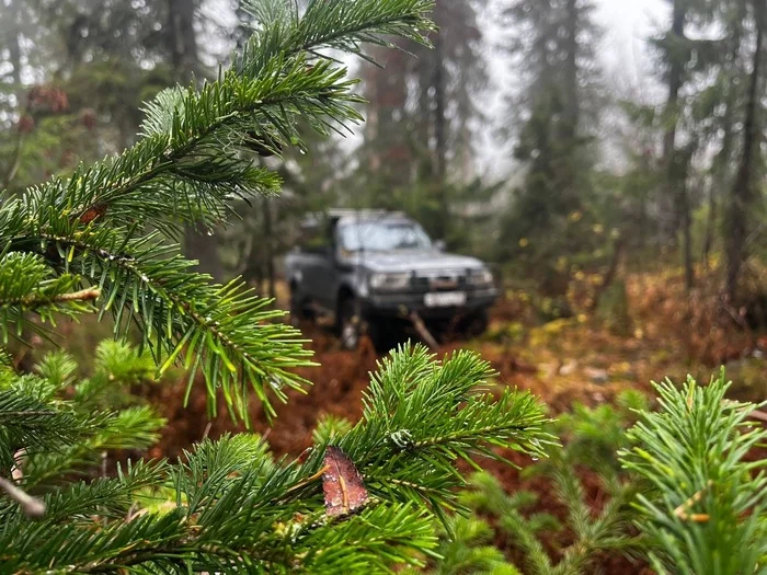 Silence of the Ural taiga - My, Ural, Nature, Jeeping, Toyota Land Cruiser, Taiga