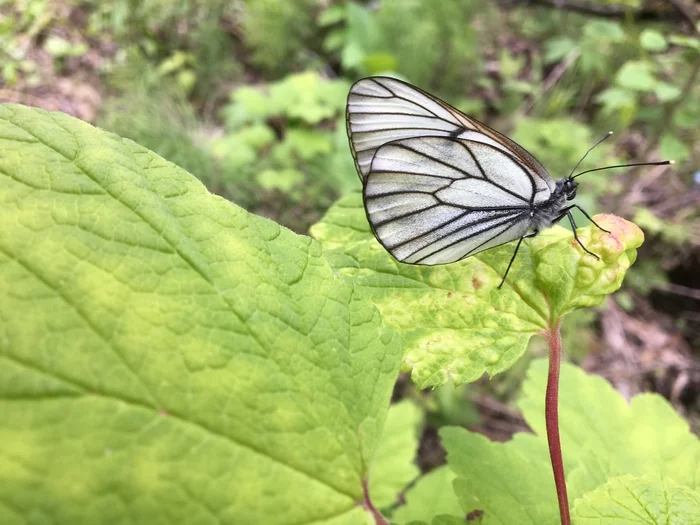 Cabbage Butterfly Summer 2022 - My, Butterfly, Cabbage butterfly, Summer, Grass, Insects