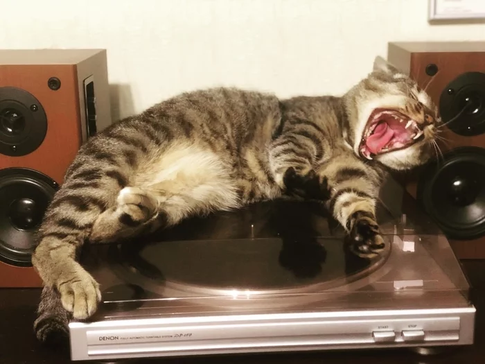 Listens to the queens with me - My, cat, Vinyl player, Pets