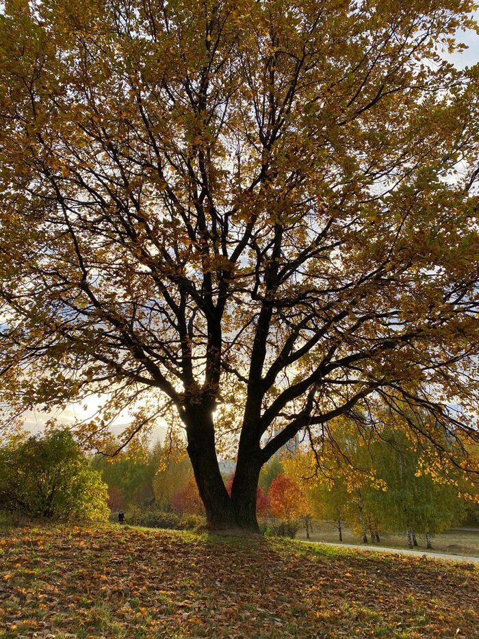 Autumn - My, Autumn, Moscow, The park, Tree, Mobile photography