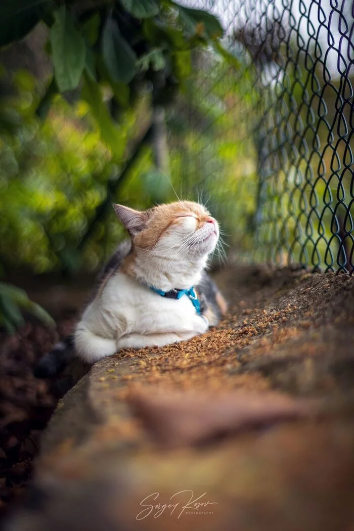 Good - cat, Netting