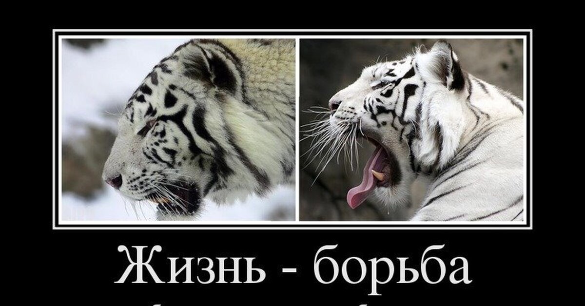 Жизнь с ну. Демотиватор. До обеда с голодом после обеда со сном. Жизнь борьба до обеда с голодом после обеда. Жизнь борьба.