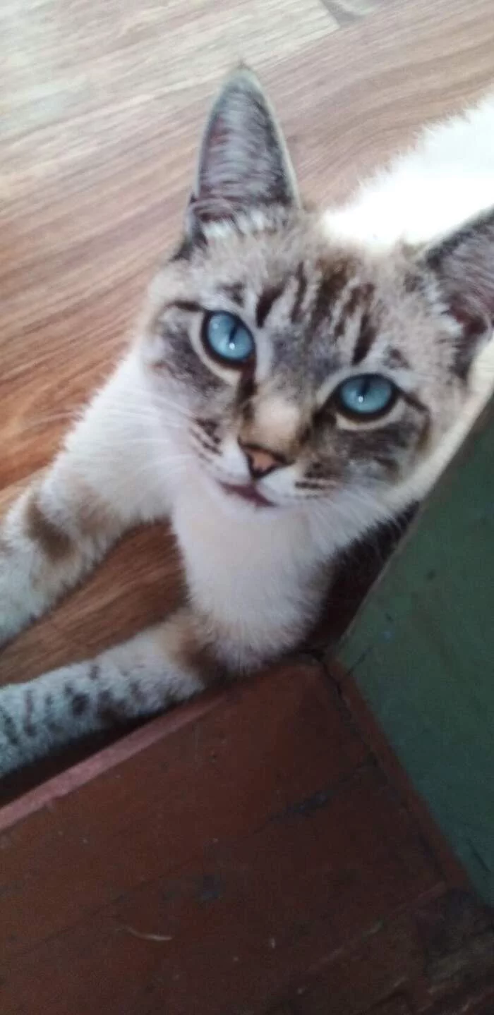 Picked up this blue-eyed monster. What kind of breed? - My, Luck, cat, What kind of breed, Longpost