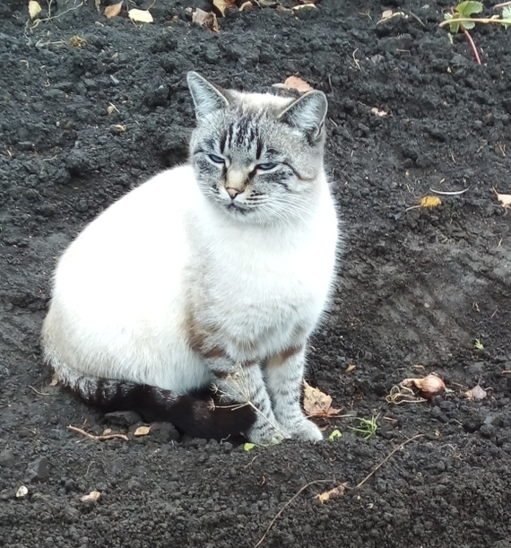 Picked up this blue-eyed monster. What kind of breed? - My, Luck, cat, What kind of breed, Longpost