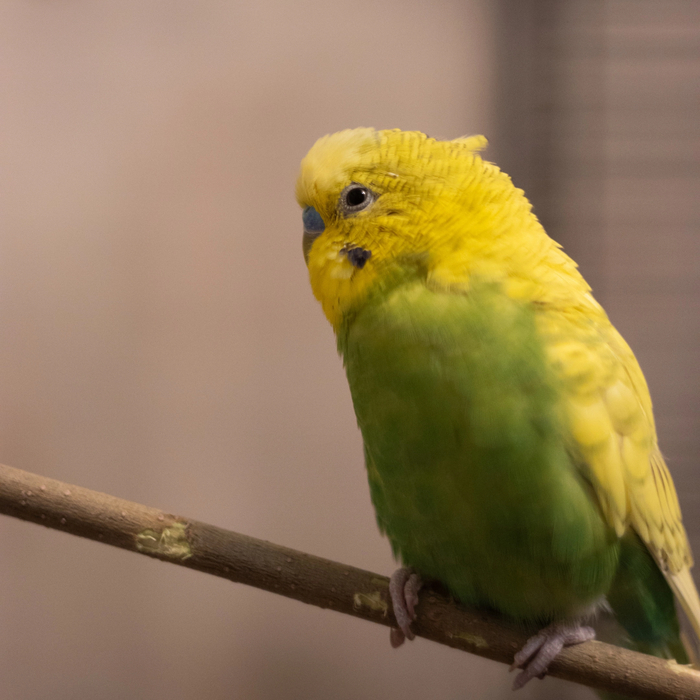 Волнистый попугай Яго #3 | Пикабу