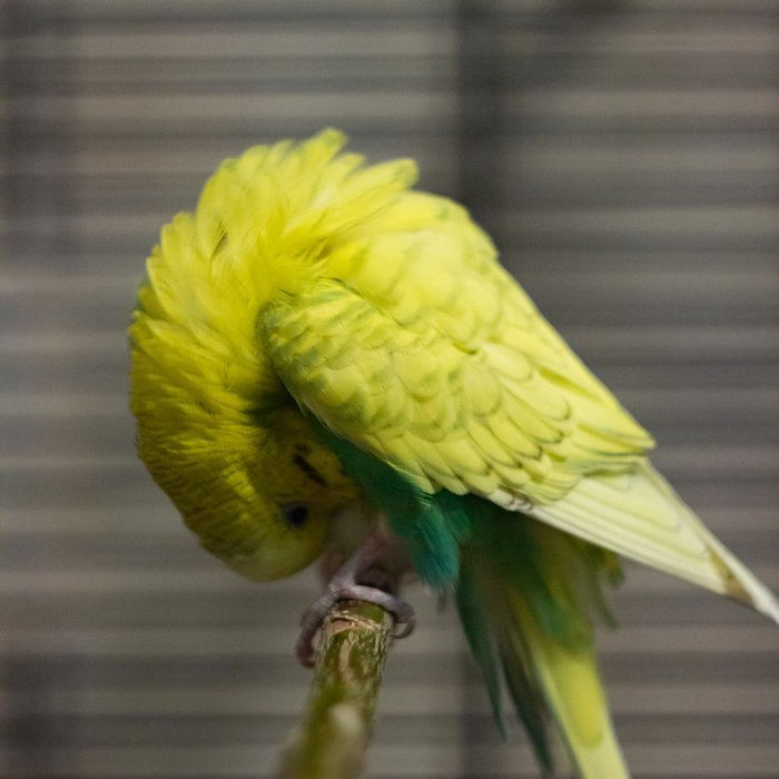Волнистый попугай Яго #3 | Пикабу