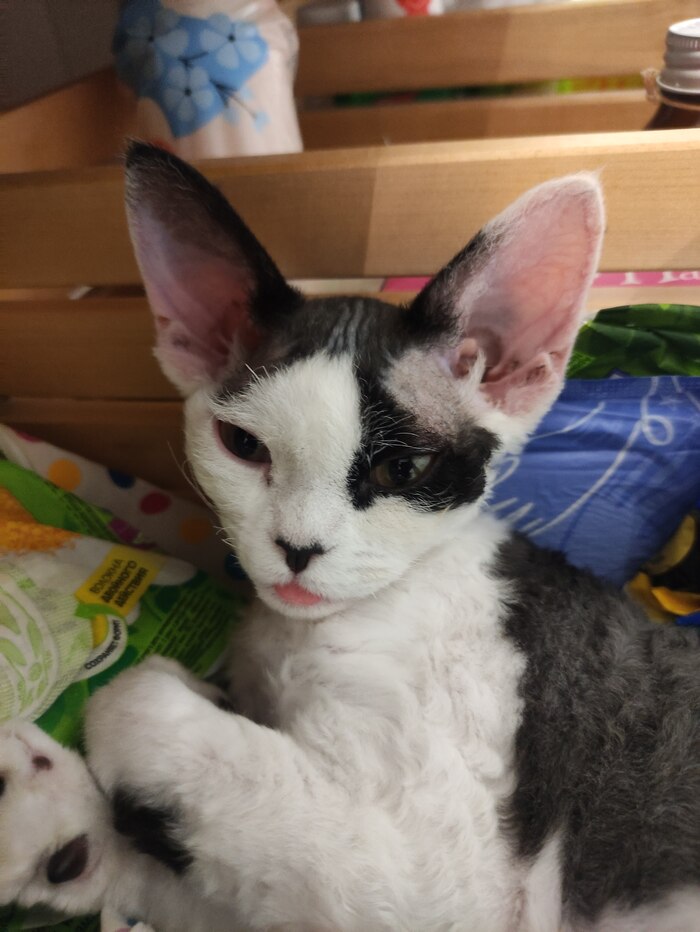 Большие уши, большие глаза