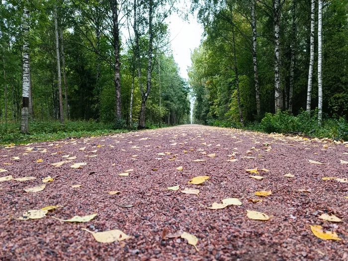 Menagerie Park - My, Saint Petersburg, The photo, River, Tree, Gatchina, Walk in the woods, Nature, Forest Park, Longpost