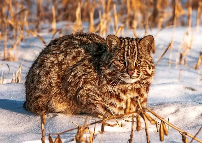 You cho вЂ“ lost, from which reserve? - Pet the cat, Amur, Far Eastern Forest Cat, Small cats, Cat family, Fluffy, Humor