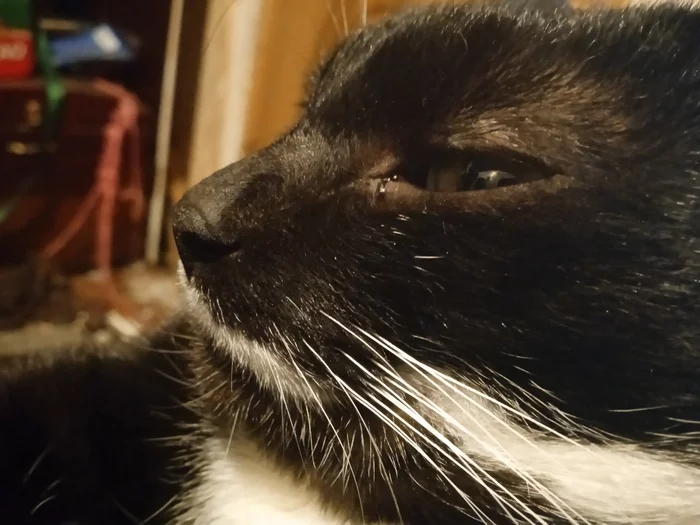 Brazen muzzle - My, cat, Marquis