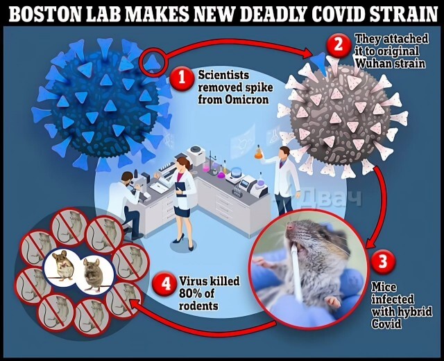 Created a new strain of coronavirus with 80% mortality - Coronavirus, Strain, Virus