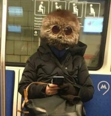 What kind of animal?? - Humor, Metro, Wordplay, Pun, Repeat, Glasses, Cap, It seemed