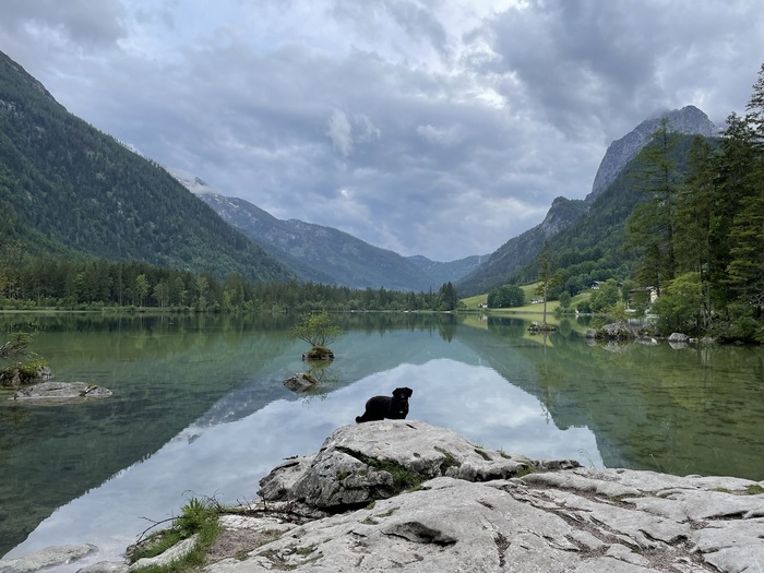 Собака в Альпах или Альпы на фоне собаки