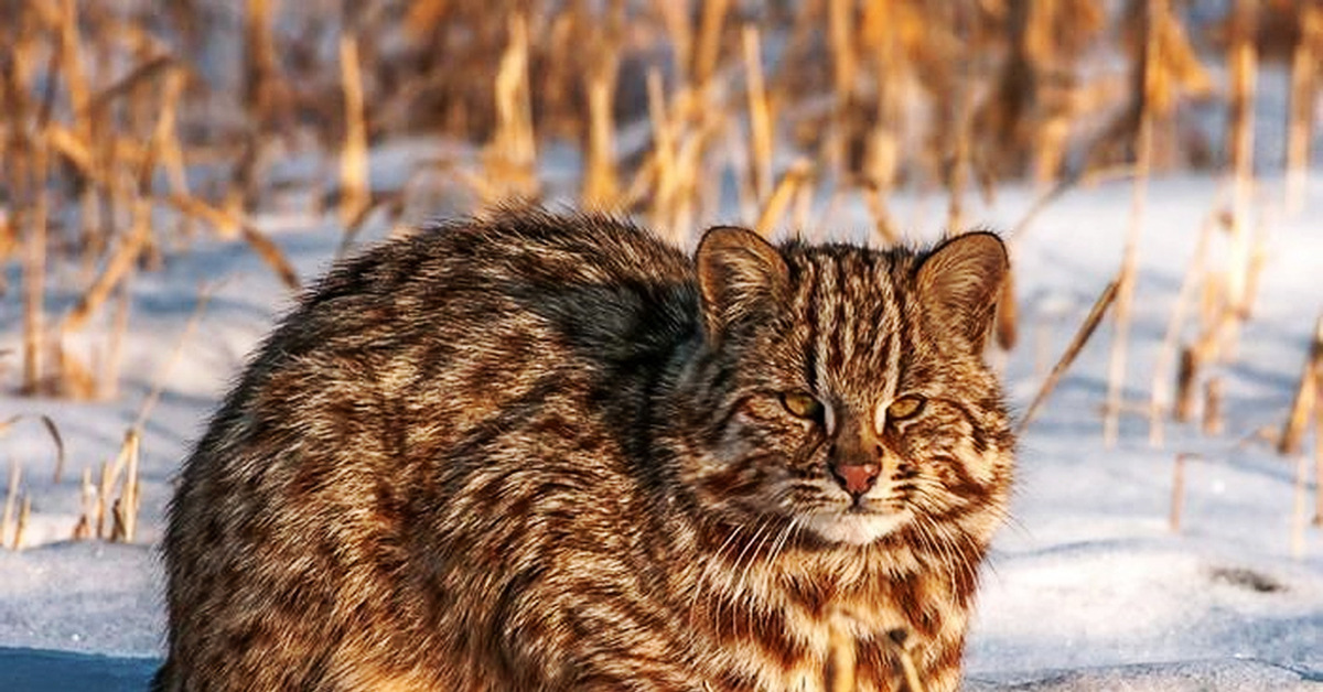 Фото амурского кота