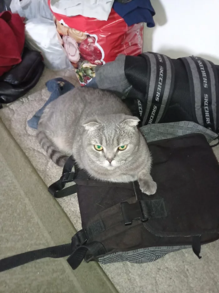 Saved Arrogance - My, Scottish lop-eared, cat, Longpost