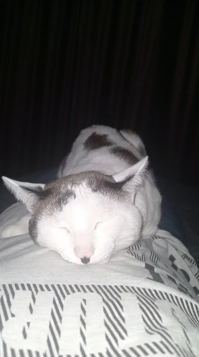 Kitler is asleep) - My, cat, Adolf Gitler, Dream, Milota, Taking over the world