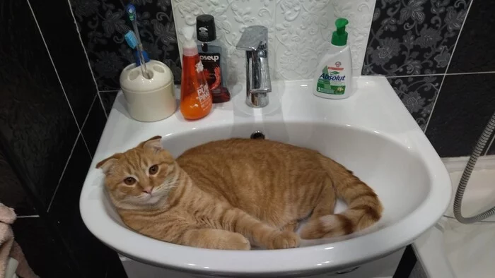 Favorite place to sleep in the summer - Milota, Heat, Sink, Pets, Redheads, cat, My