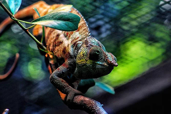 panther chameleon - The photo, Chameleon, Lizard, Madagascar, Wild animals