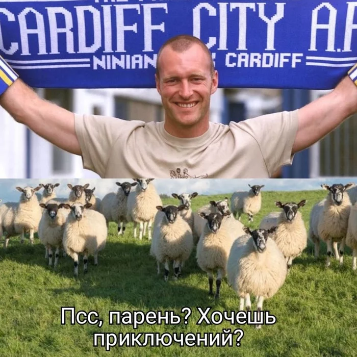 Eccentric owner - Football, Sheeps, Contract, Wales, Eccentricity