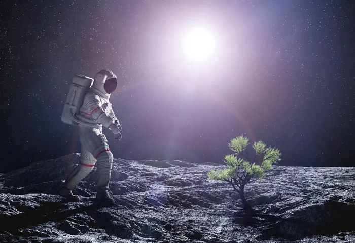 Israel, the nation that made the desert bloom, now seeks to grow plants on the moon - Research, The science, Scientists, Israel, moon, Plants