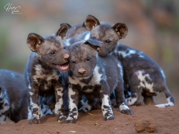 Puppies - Hyena dog, Rare view, Canines, Predatory animals, Animals, Wild animals, wildlife, Nature, Africa, The photo, Puppies, Longpost