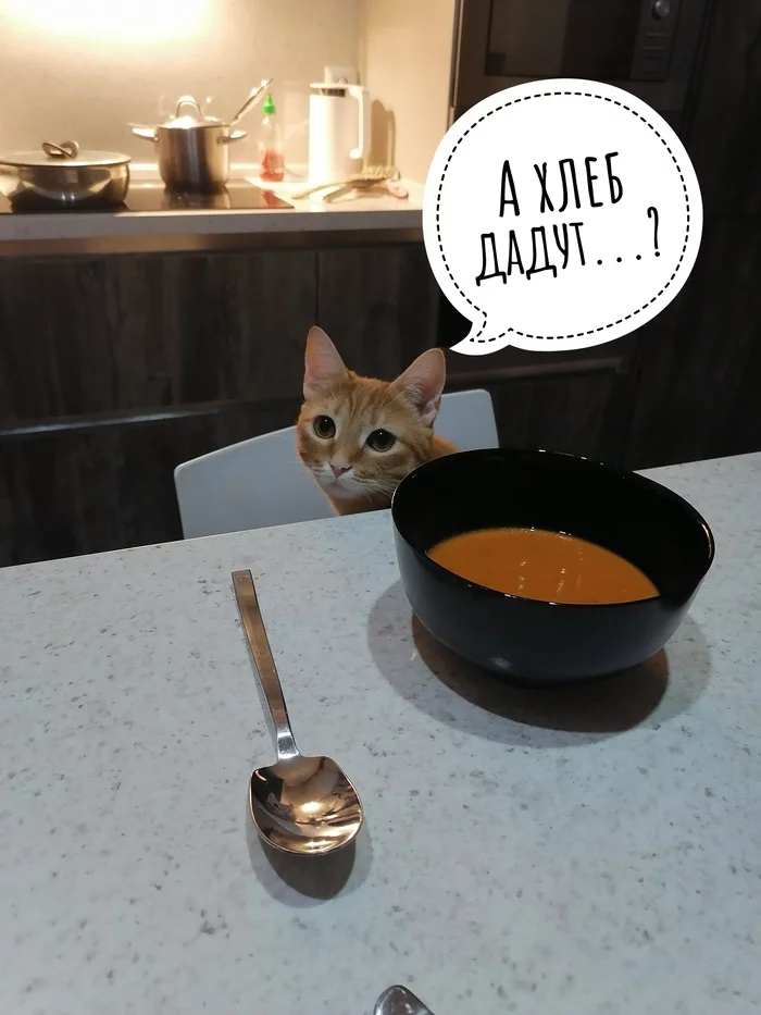 Madame, not manj pa si zhur - My, cat, Redheads, Friend, Dinner, Eyes, Picture with text