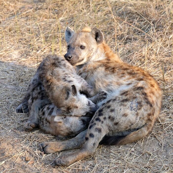 Feeding - Spotted Hyena, Hyena, Predatory animals, Mammals, Wild animals, wildlife, Nature, Kruger National Park, South Africa, The photo, Young, Feeding