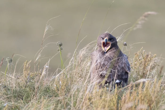 Eagles in roaming ruin Russian ornithologists - Steppe Eagle, Additional costs, wildlife, Eagle, Birds, GPS tracker, SMS, Roaming, Russian scientists, Bird watchers, Megaphone, Rare view, Protection of Nature, Риа Новости, Longpost