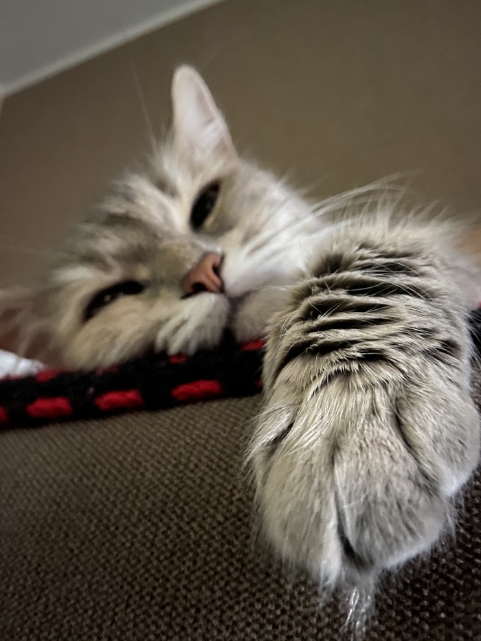 Филя. Она же Филадельфия, она же Филиция, она же Фацелия