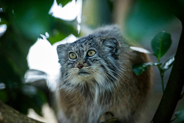 ���� ����������