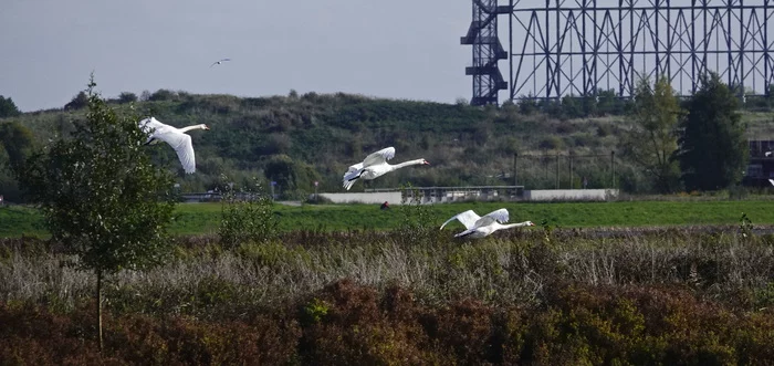 White swans fly - My, Netherlands (Holland), The photo, Nature, Birds, Shipun