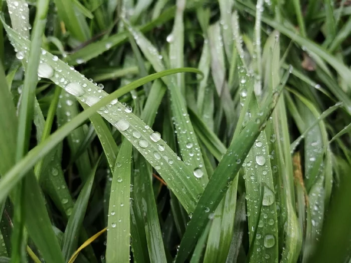 Ten drops of rain... - After the rain, Grass, Mobile photography, My