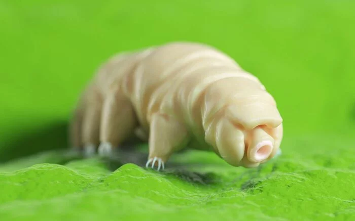 water bear - Render, Tardigrade, Invertebrates, Microworld, wildlife