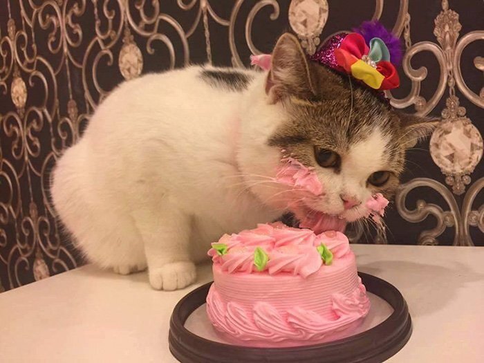 Kitty ... - Pets, cat, Cake