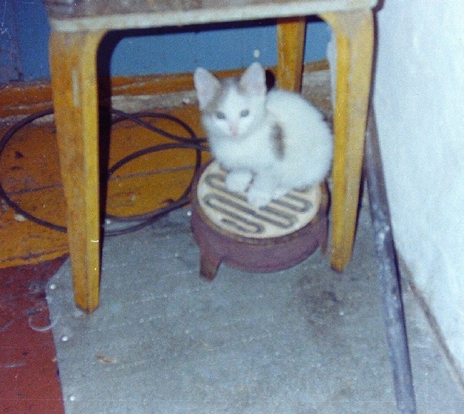 Cold - My, cat, Village, Electric stove