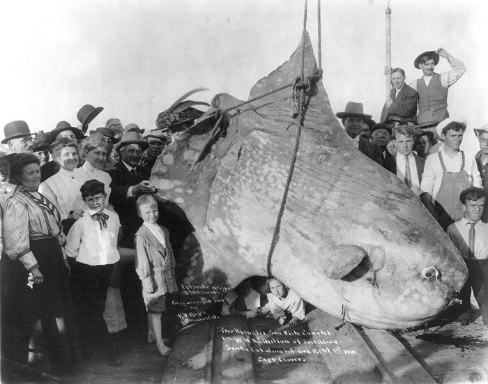  1: -,   1910      , Pikabu Publish Bot, , -, 