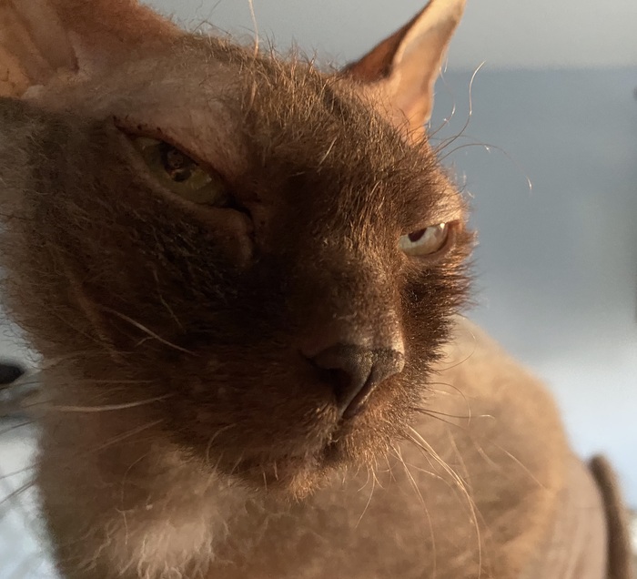 Про кота-гопника...