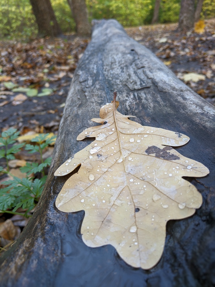 После дождичка, в четверг | Пикабу