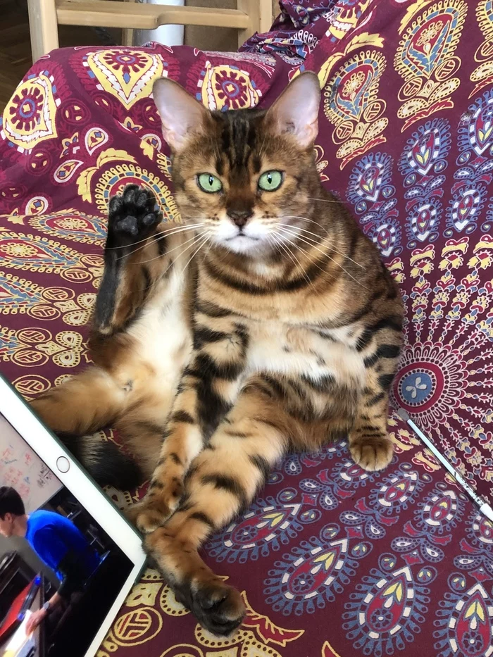 Hoba! - My, Milota, cat, Hoba, Bengal cat