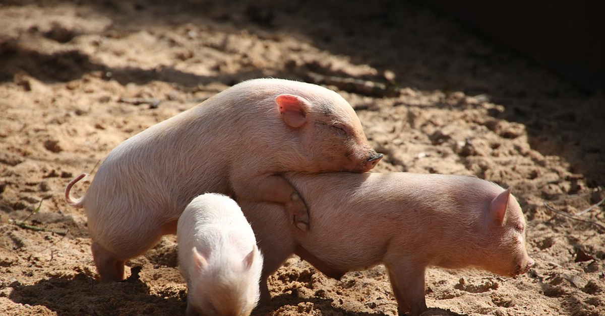Зоо порно видео со свиньей смотреть онлайн бесплатно