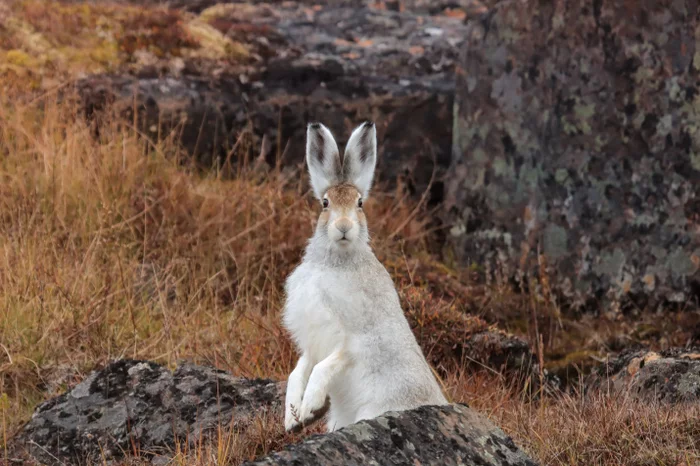 Eared symmetry is beautiful - Hare, Ears, Eared, Ears on the crown, Wild animals, The photo, Russian Geographical Society, beauty